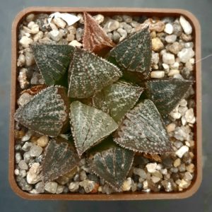 Haworthia selection