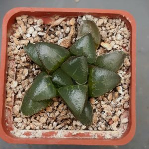 Haworthia selection