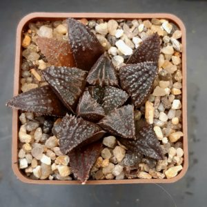 Haworthia selection ('Yumedono'x'Star Wars')