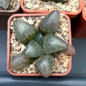 Haworthia springcompto (comptoniana x springbokvlakensis)