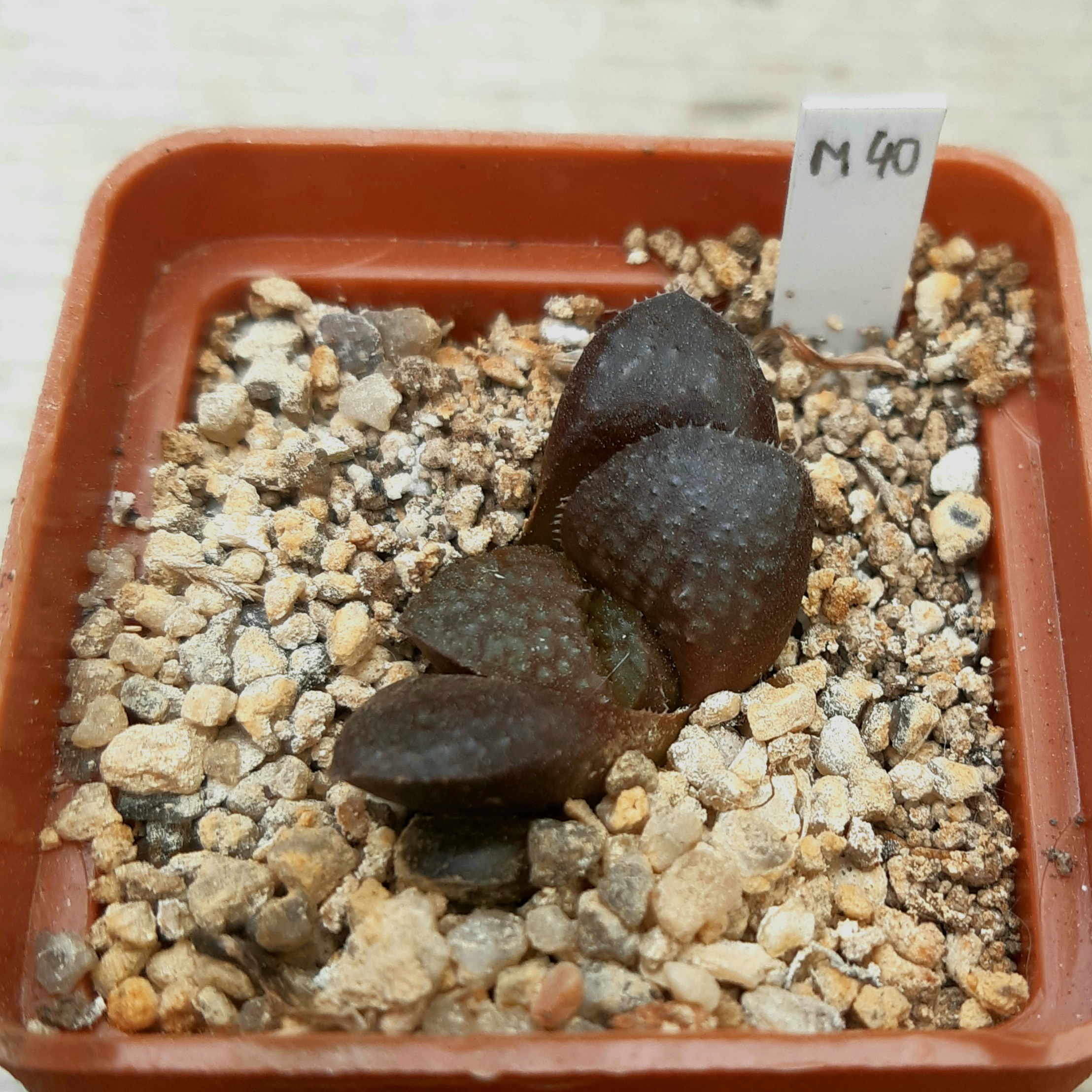 Haworthia wimii 'Mordor' x 'Kurono Wakusei' MO40
