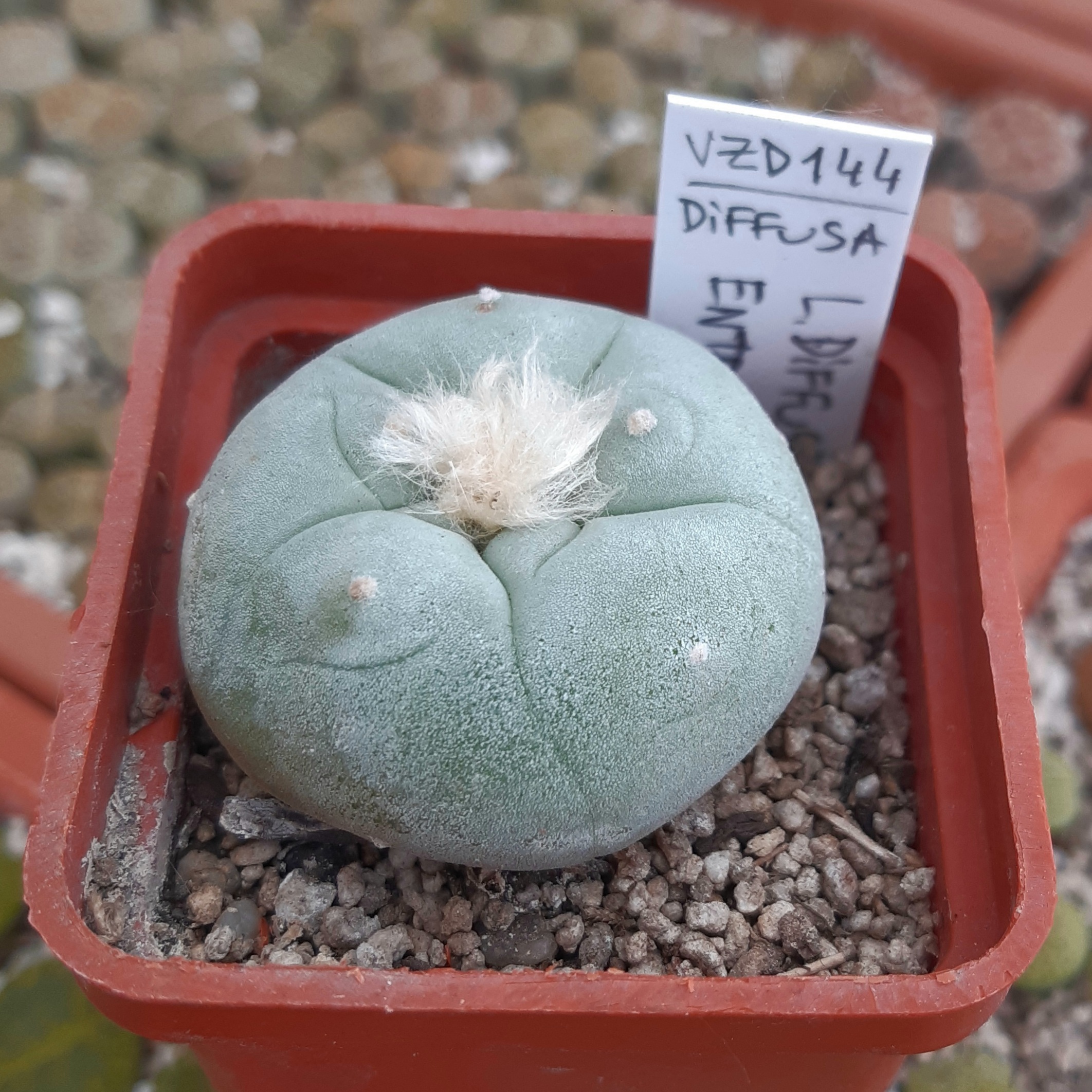 Lophophora diffusa VZD144 Entronque