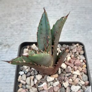 Agave titanota 'Solar Eclips'