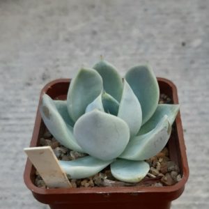 Echeveria 'Violet Ice'