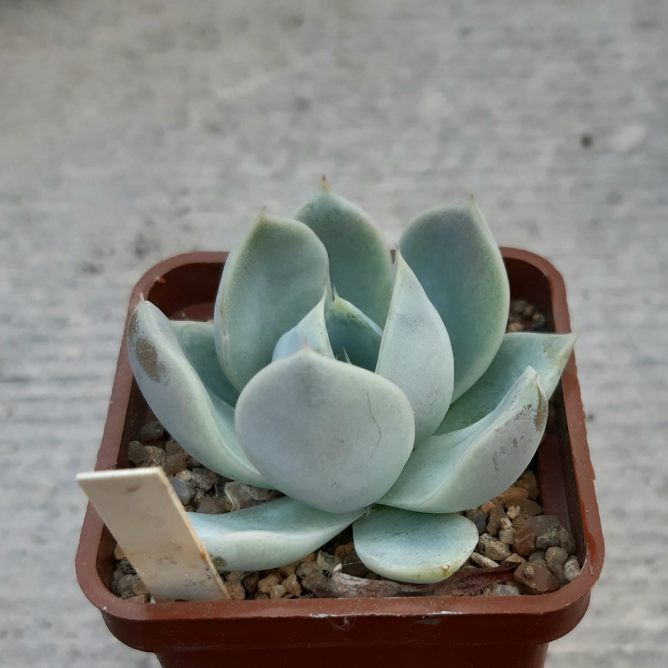 Echeveria 'Violet Ice'