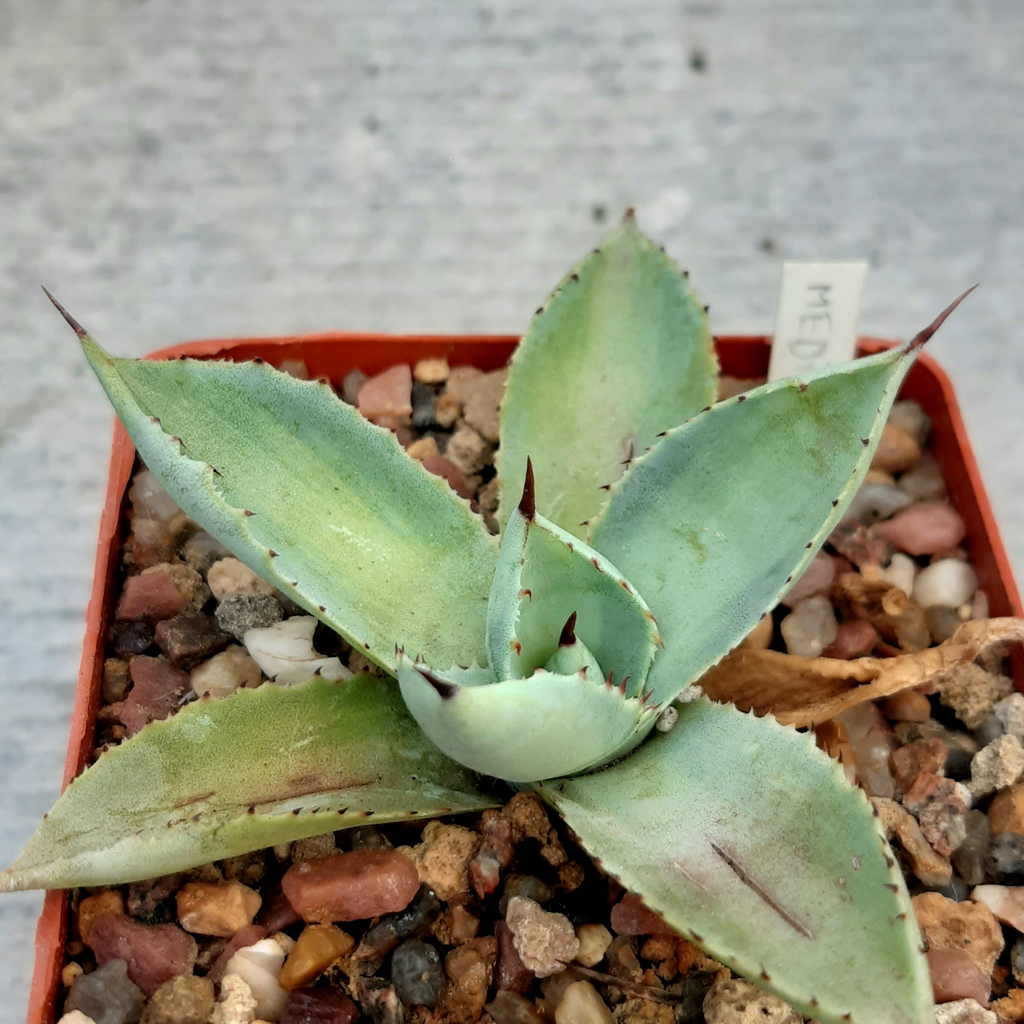 Agave potatorum 'Lime Green' mediopicta