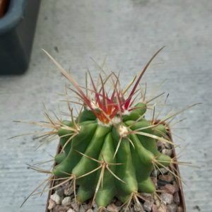 Ferocactus stainesii 'pilosus'