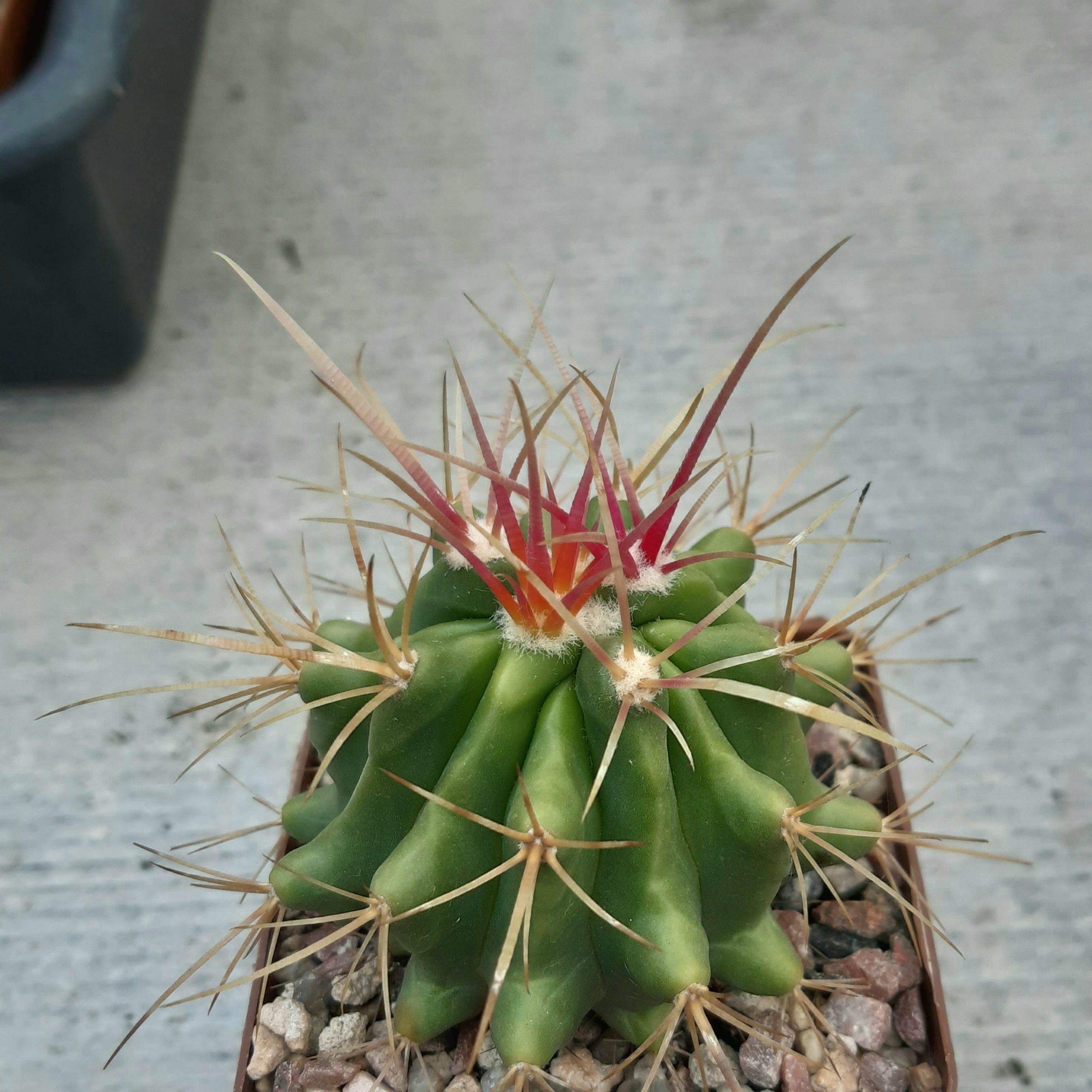 Ferocactus stainesii 'pilosus'