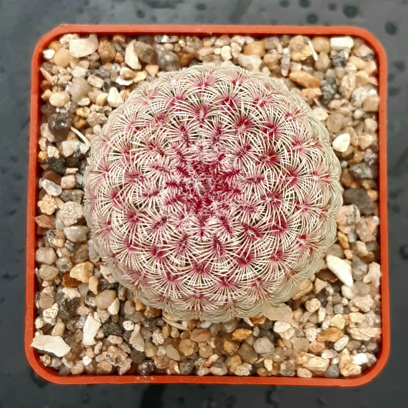 Echinocereus rigidissimus 'rubrispinus' Lau088