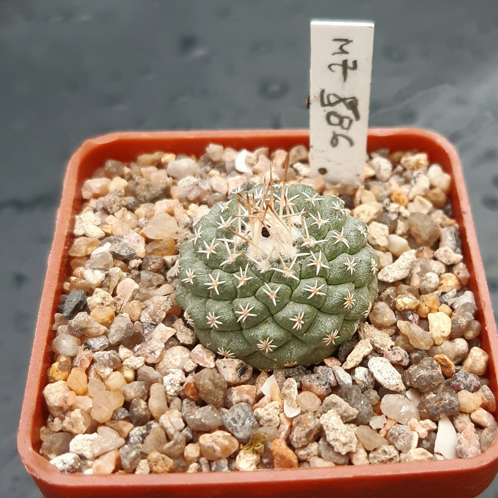 Strombocactus disciformis MZ586 Piedra Blanca, Quer