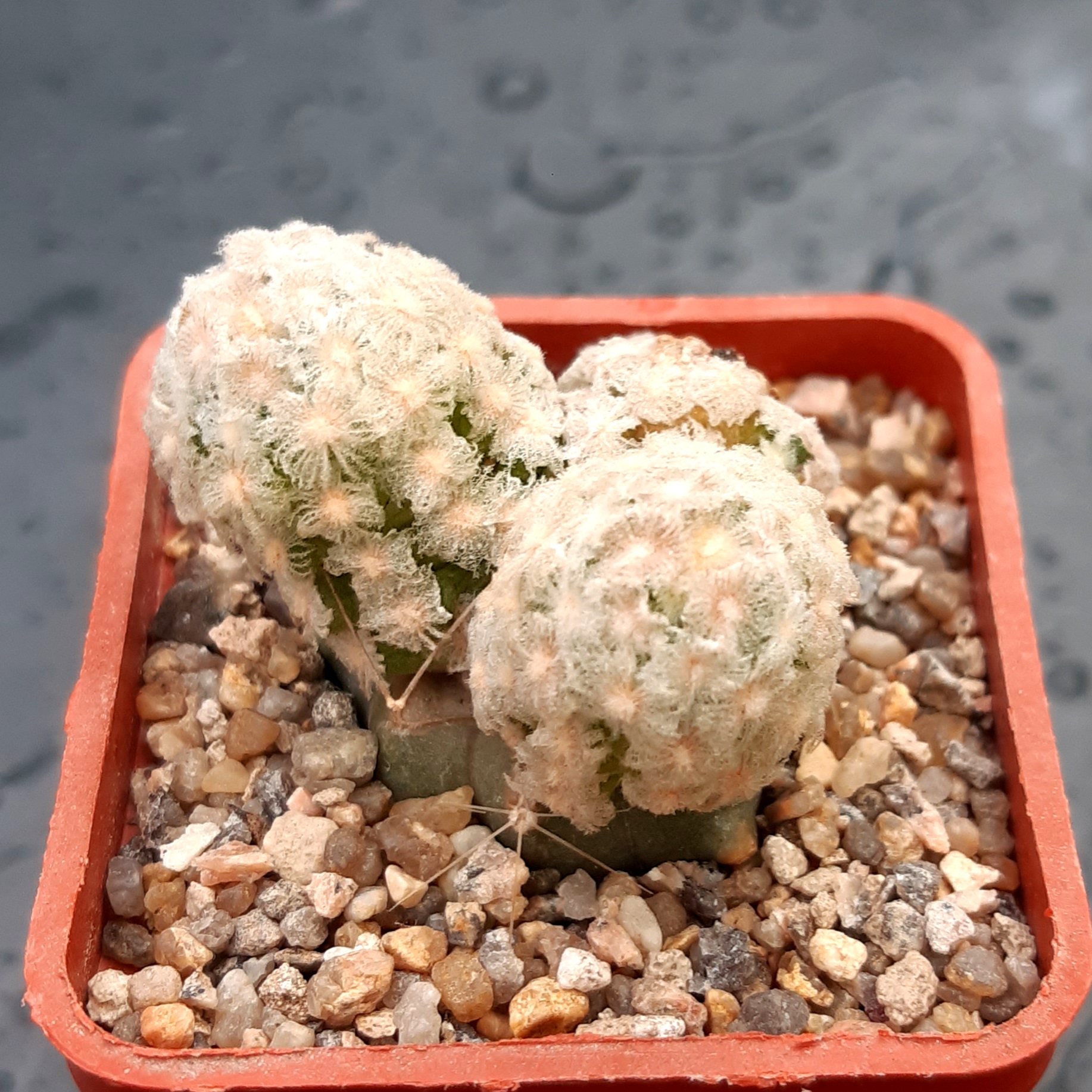 Mammillaria theresae 'albiflora'