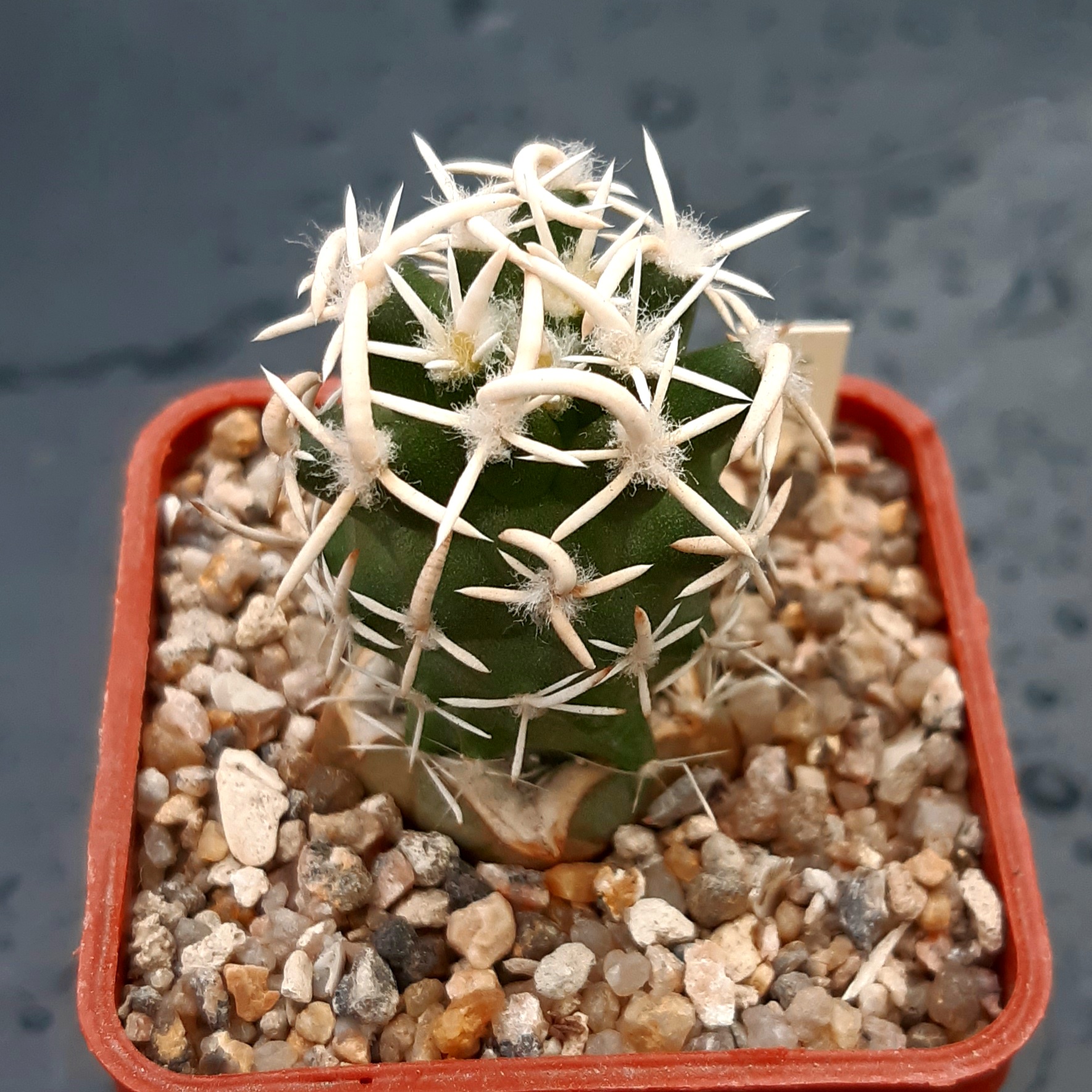 Navajoa peeblesiana 'maia' JB6 n Cameron, Arizona