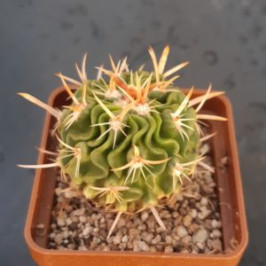 Echinofossulocactus kellerianus