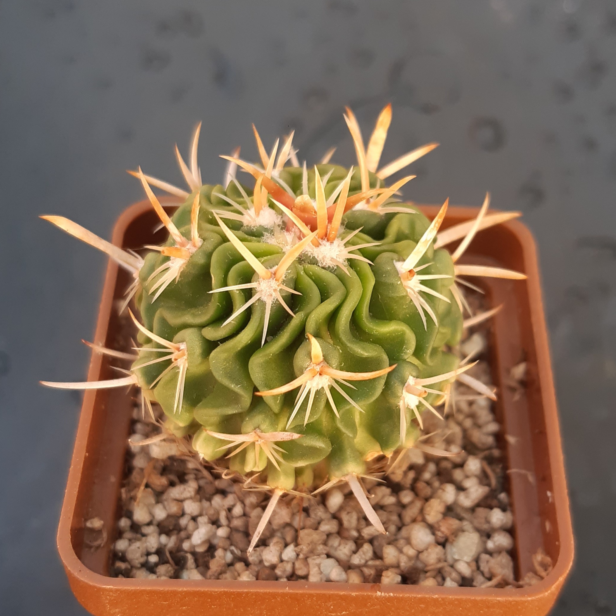 Echinofossulocactus kellerianus