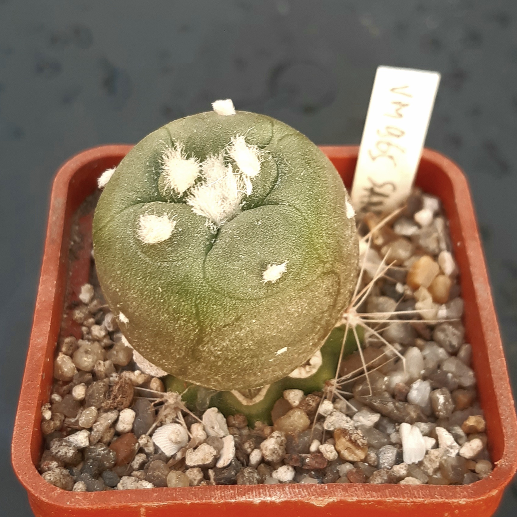 Lophophora alberto-vojtechii f.Nuevo Léon VM867, NL