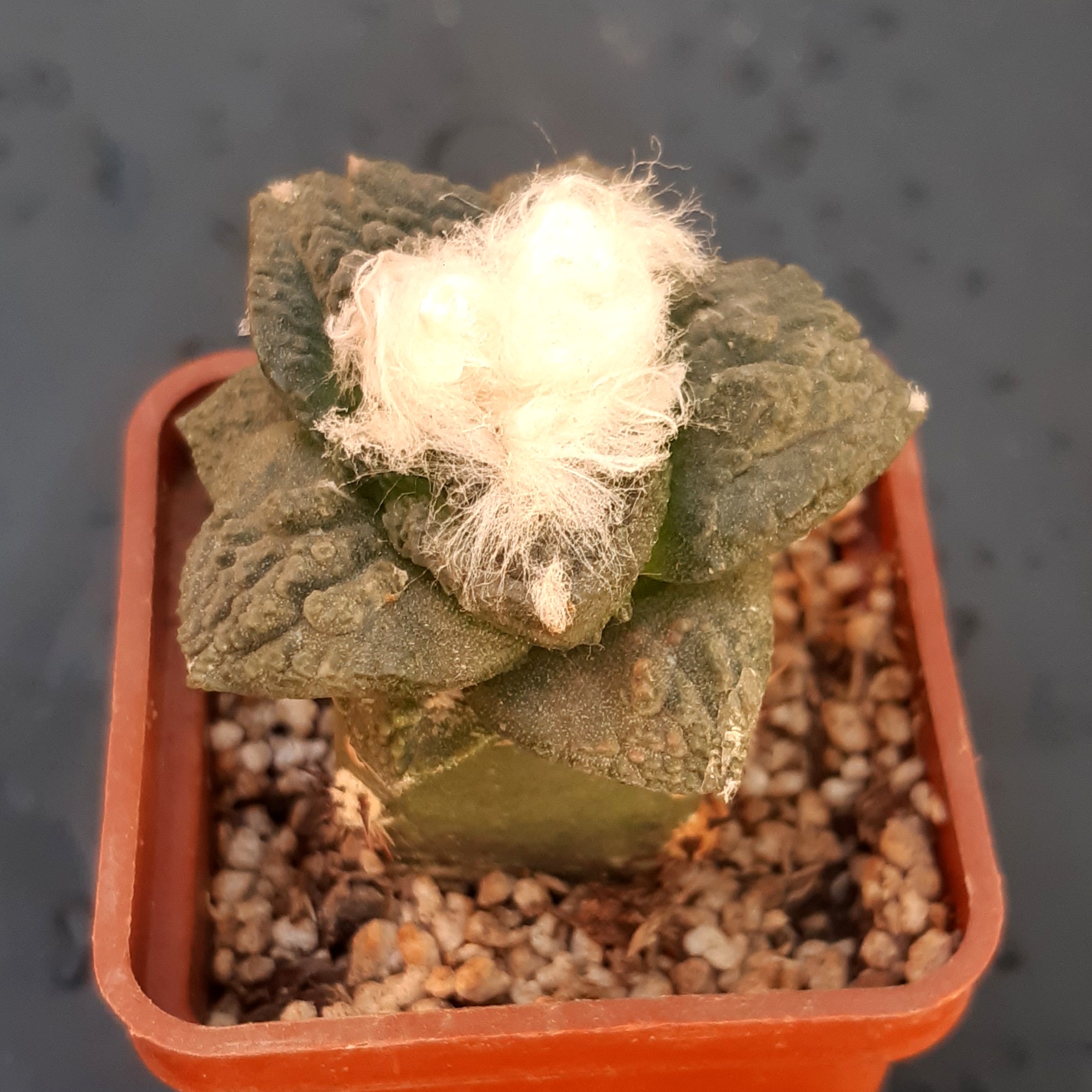 Ariocarpus fissuratus