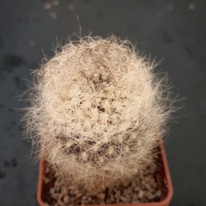 Neoporteria gerocephala
