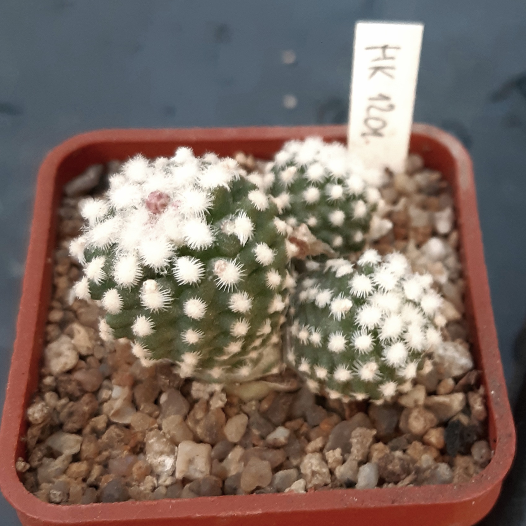 Pediocactus knowltonii HK1201