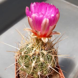 Thelocactus bicolor 'bolaensis'