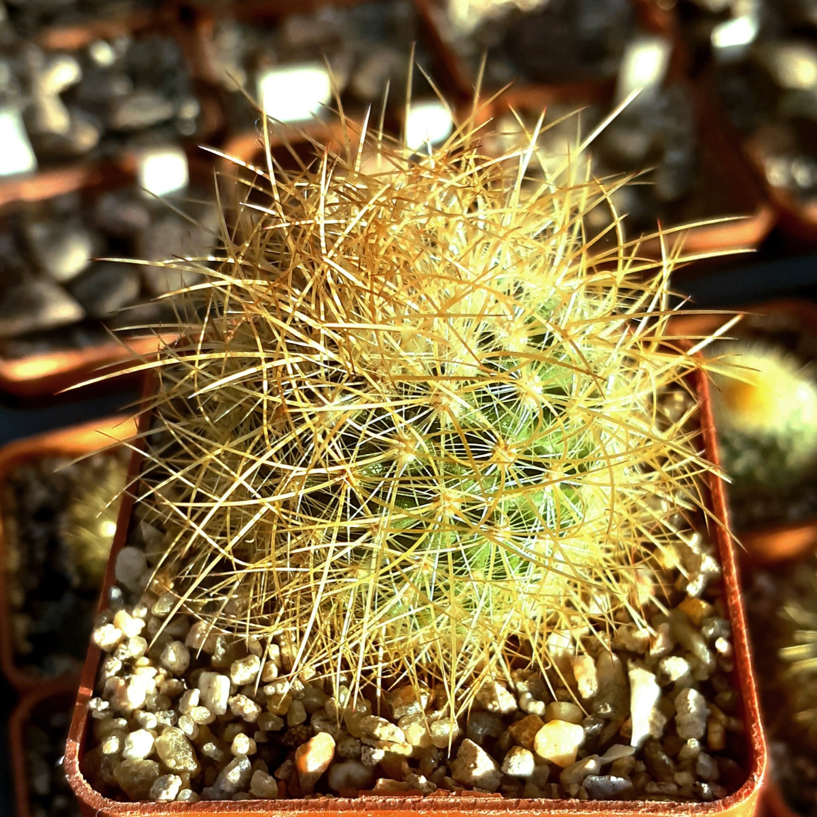 Mammillaria pringlei