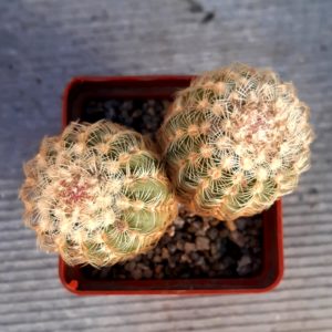 Echinocereus carmenensis SB1476 Sierra del Carmen, Coach