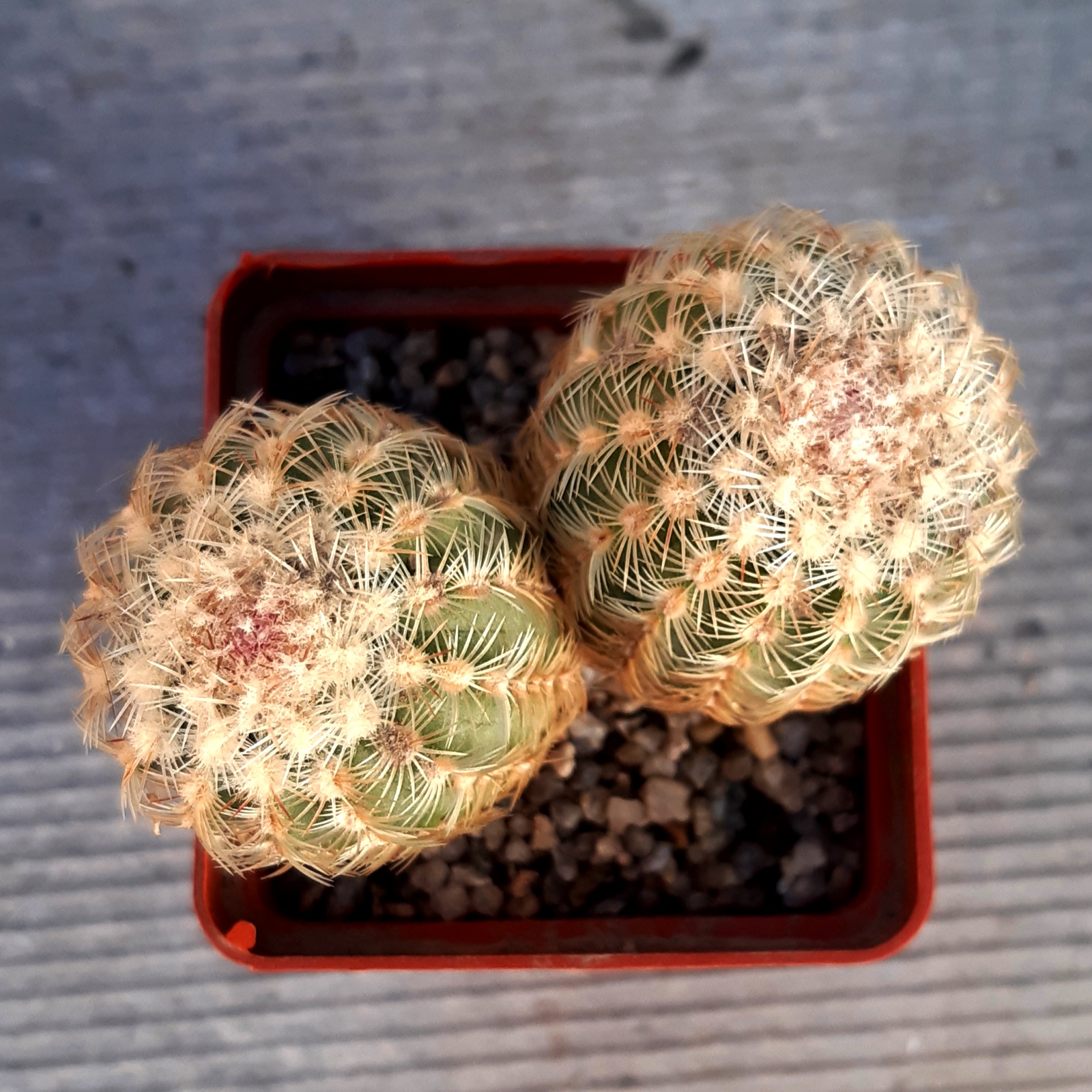 Echinocereus carmenensis SB1476 Sierra del Carmen, Coach