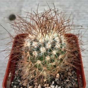 Mammillaria recoi 'leptacantha' (brown)