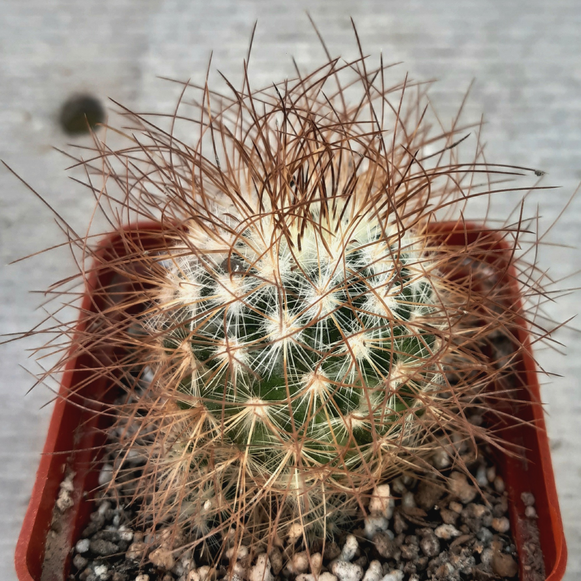 Mammillaria recoi 'leptacantha' (brown)