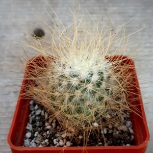 Mammillaria recoi 'leptacantha' (yellow)
