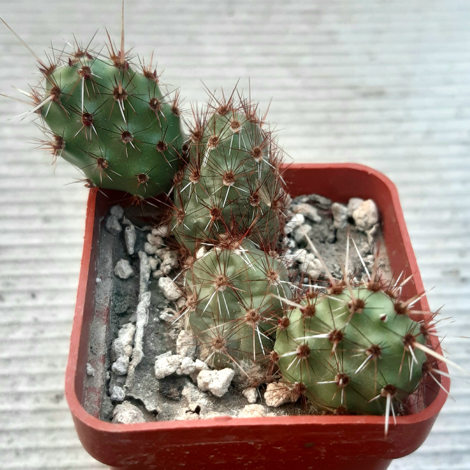 Maihueniopsis corrugata 'rubra'