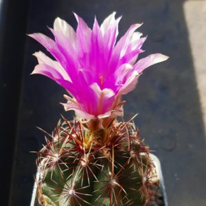Thelocactus bicolor