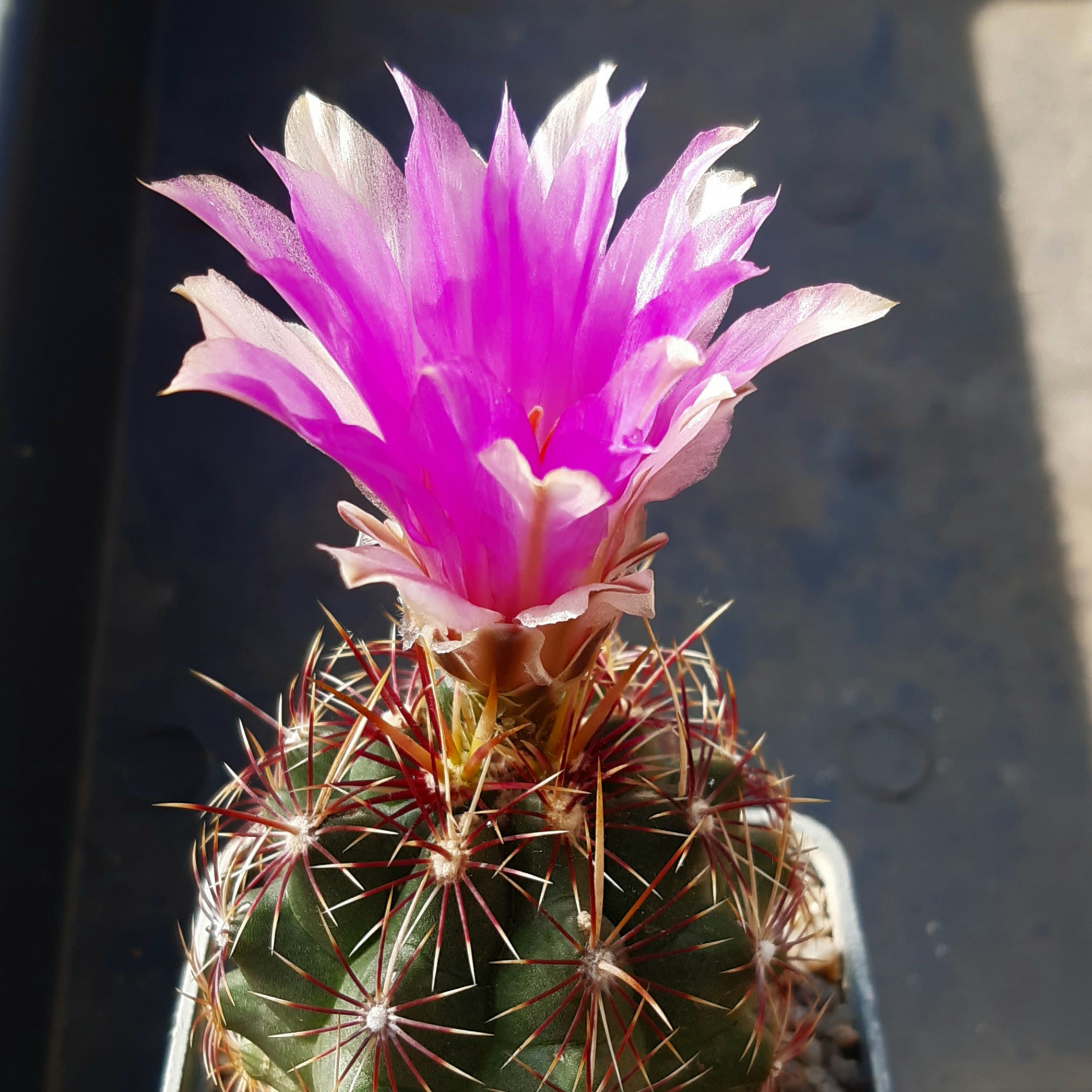 Thelocactus bicolor