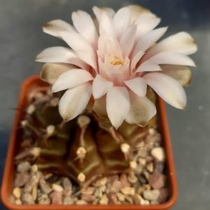 Gymnocalycium friedrichii hybr OPG F2
