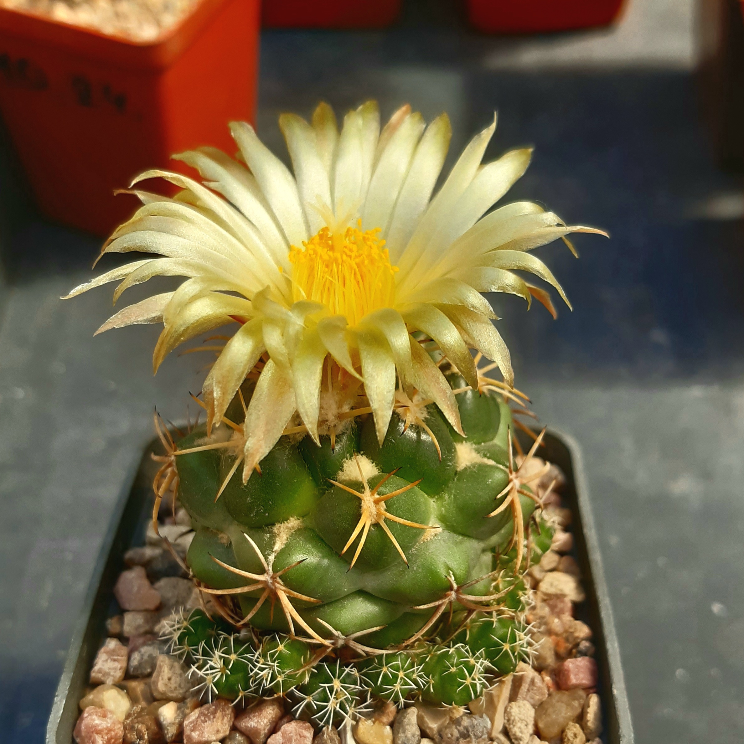 Coryphantha sulcolanata