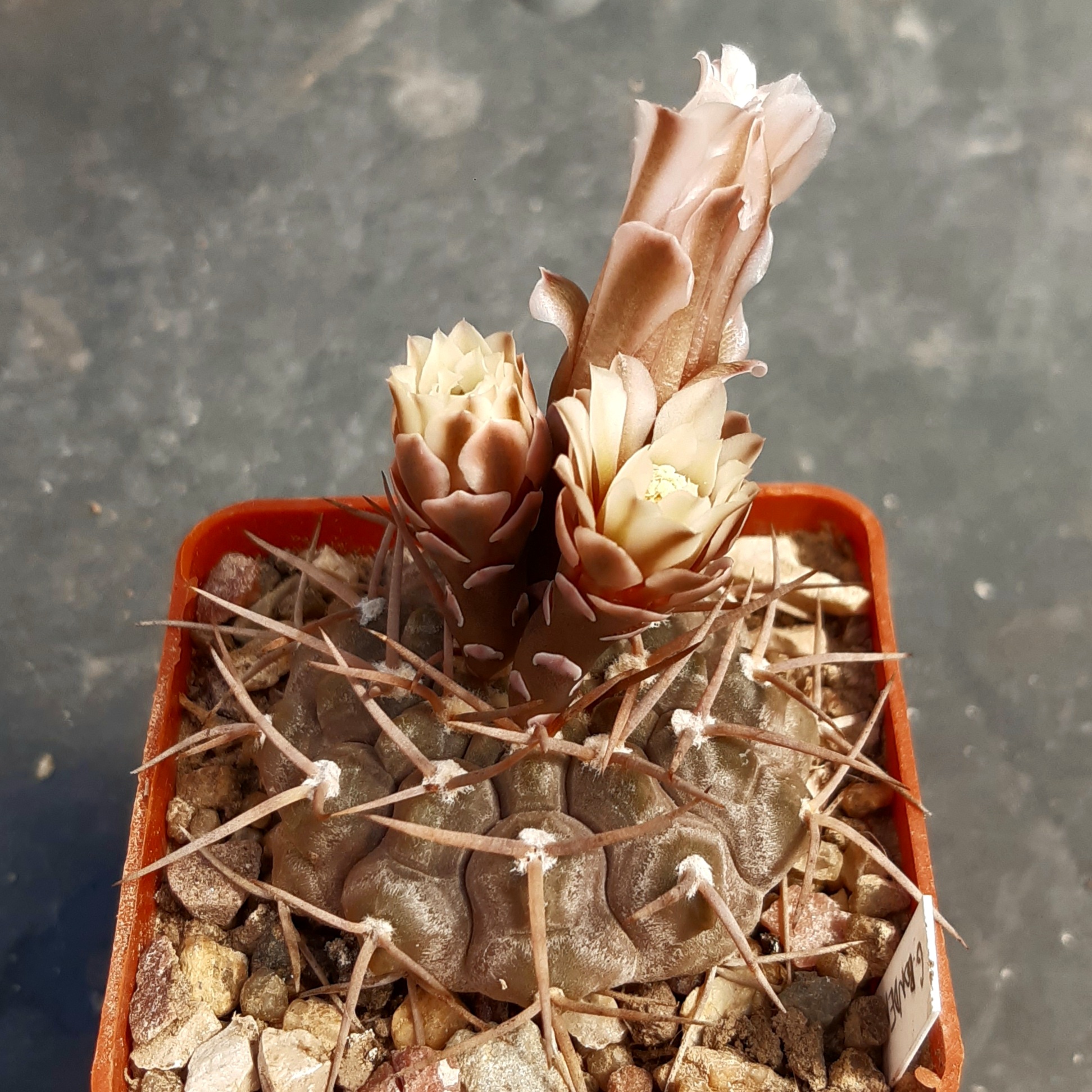 Gymnocalycium riojense ssp.triacanthum ‘bodenbenderianum’ paucispinum STO 88-121, Telaritos, Cat