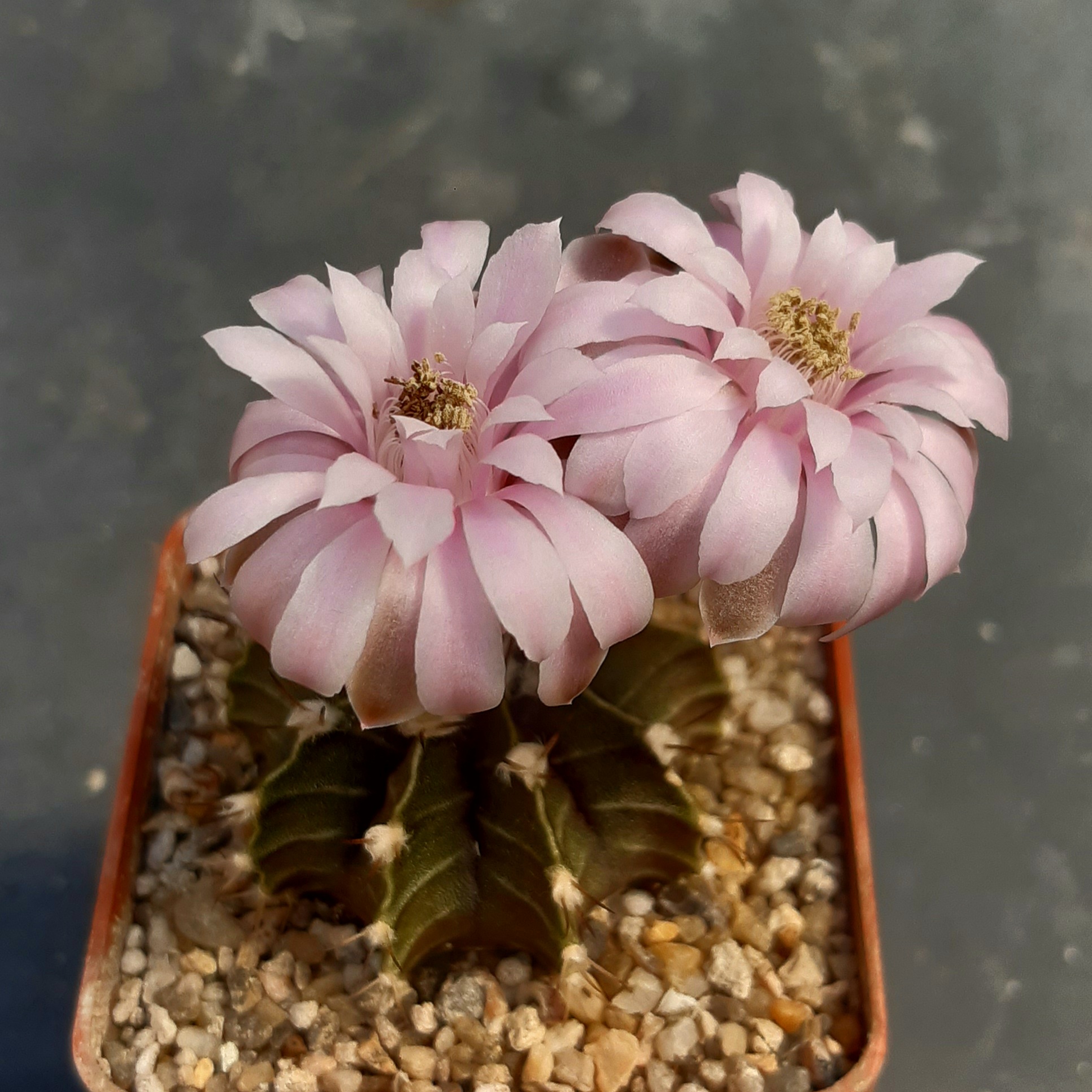 Gymnocalycium friedrichii 'angustostriatum' ex Piltz