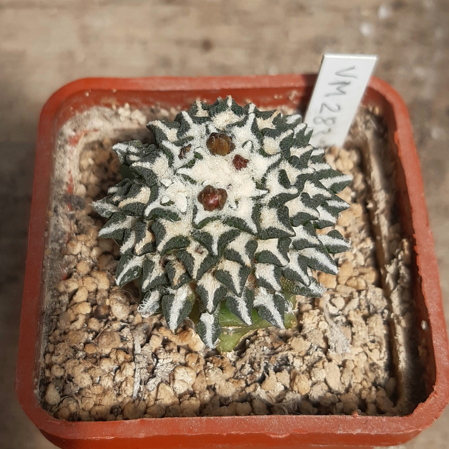 Ariocarpus kotchoubeyanus VM283 N of Matehuala SLP