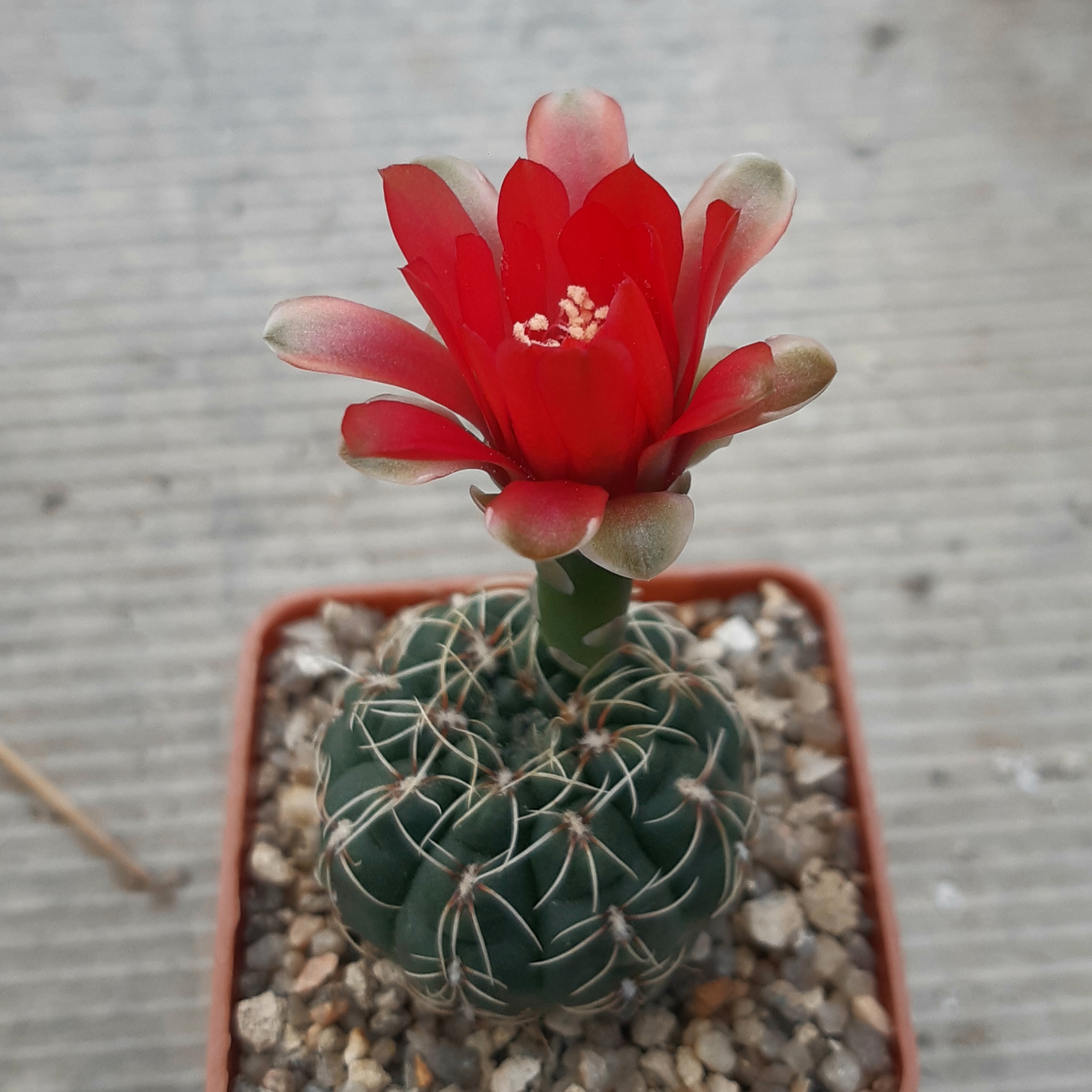 Gymnocalycium baldianum JPR95-179/550 El Alto, Catamarca, Arg., 1100m multicolor form