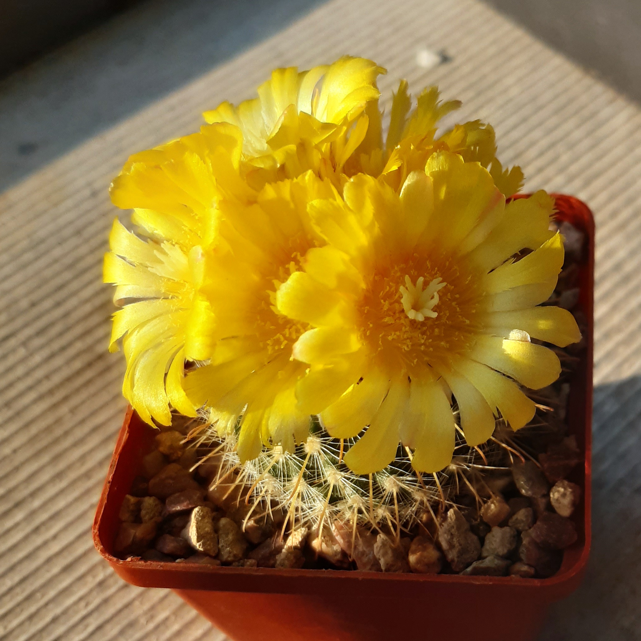 Parodia aureispina