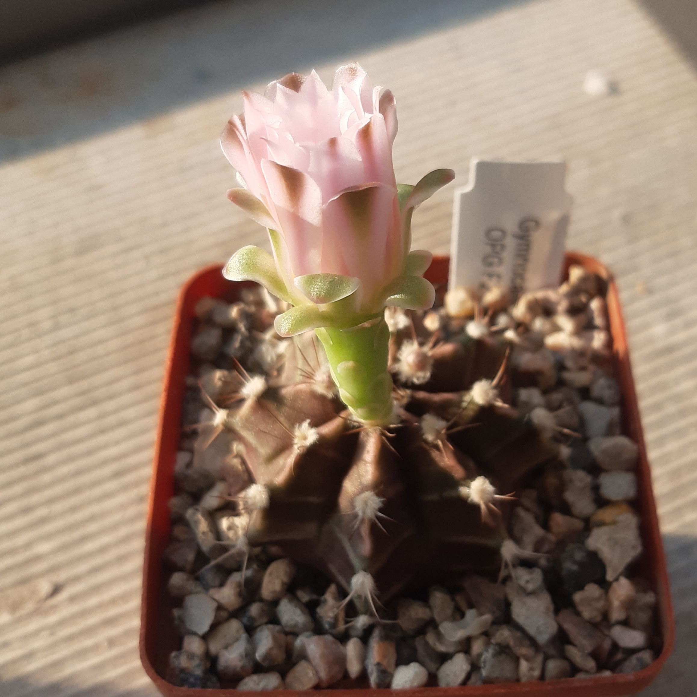 Gymnocalycium friedrichii hybr OPG F2
