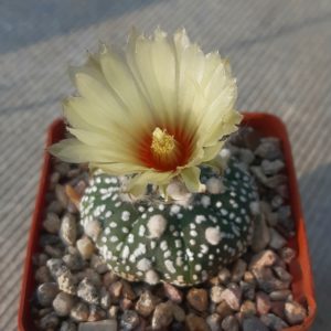 Astrophytum asterias Ooibo shape