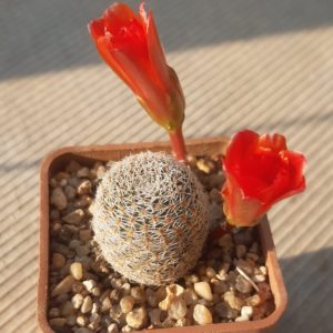 Aylostera heliosa v.cajasensis L405 Cajas Mendez