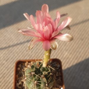 Gymnocalycium baldianum #2