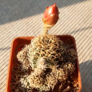 Lobivia schieliana v.albescens