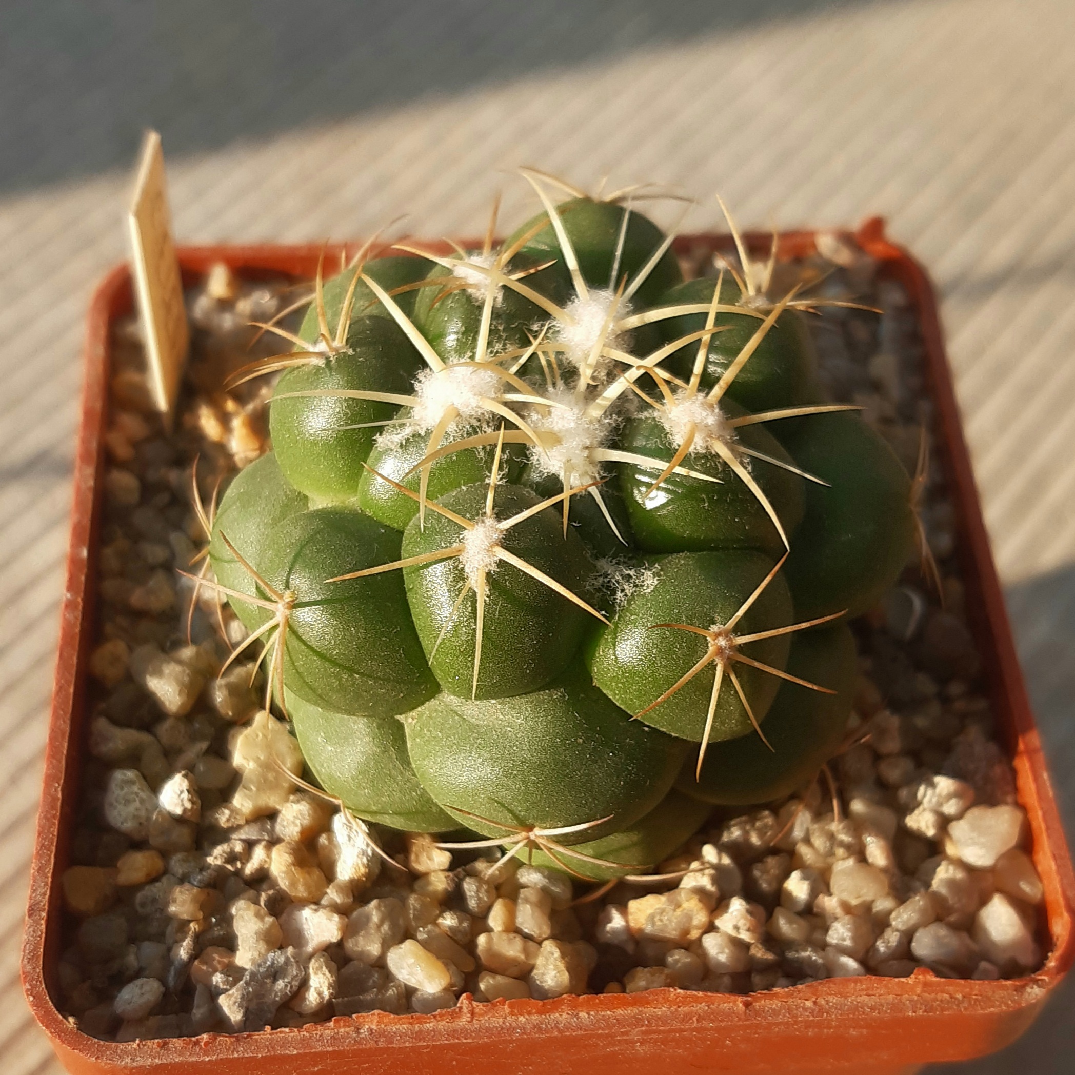 Coryphantha elephantidens