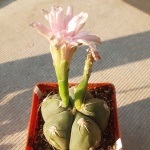 Gymnocalycium bueneckeri (De Herdt)
