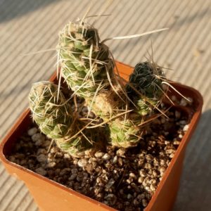 Tephrocactus weberi 'deminuta' RBT31
