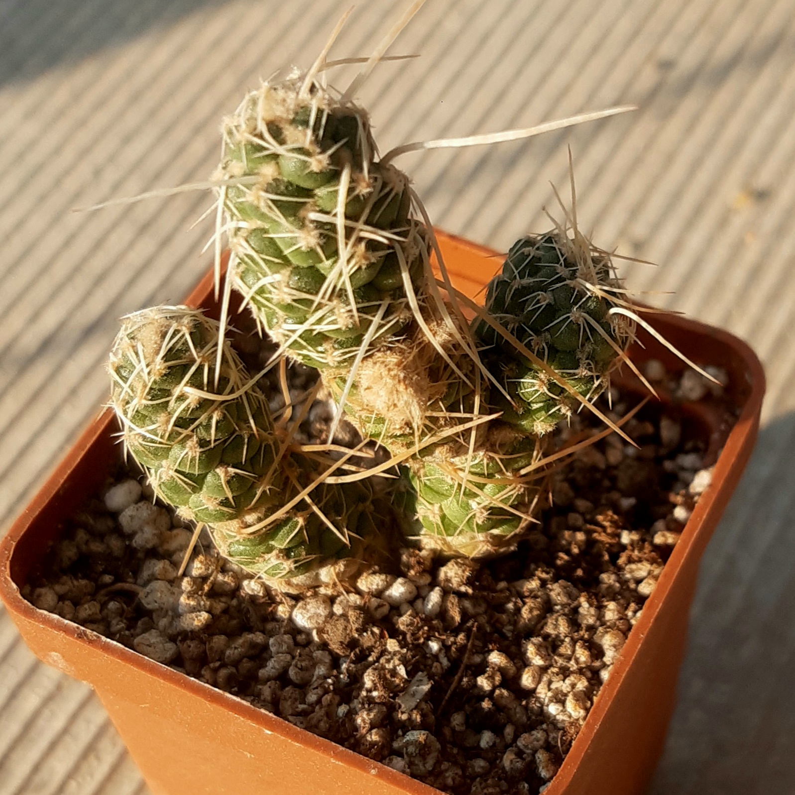 Tephrocactus weberi 'deminuta' RBT31