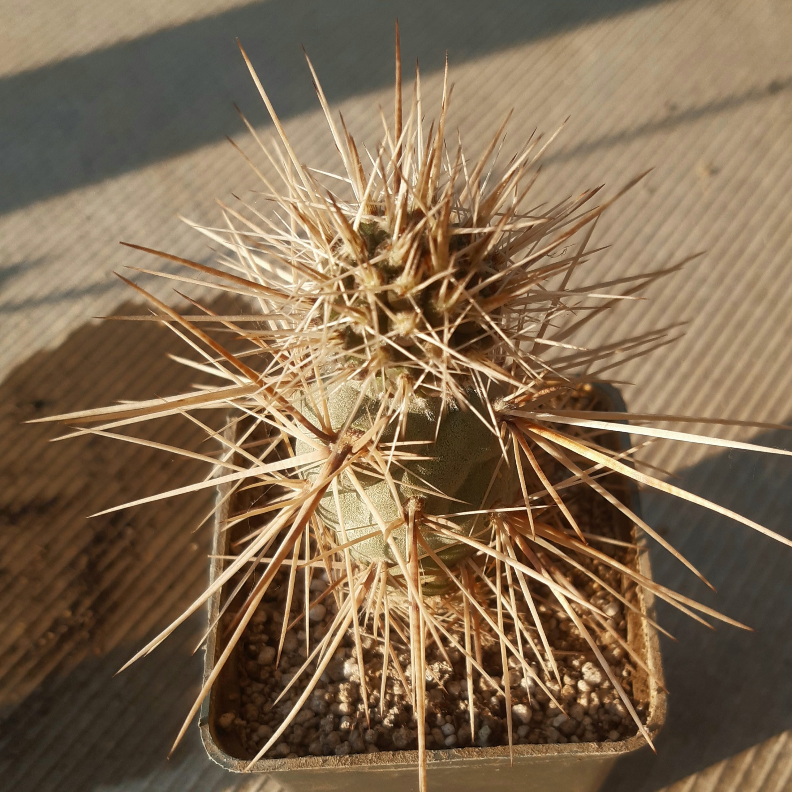 Tephrocactus bruchii DJF465 pale spined type (M.Kiesling MK1511)