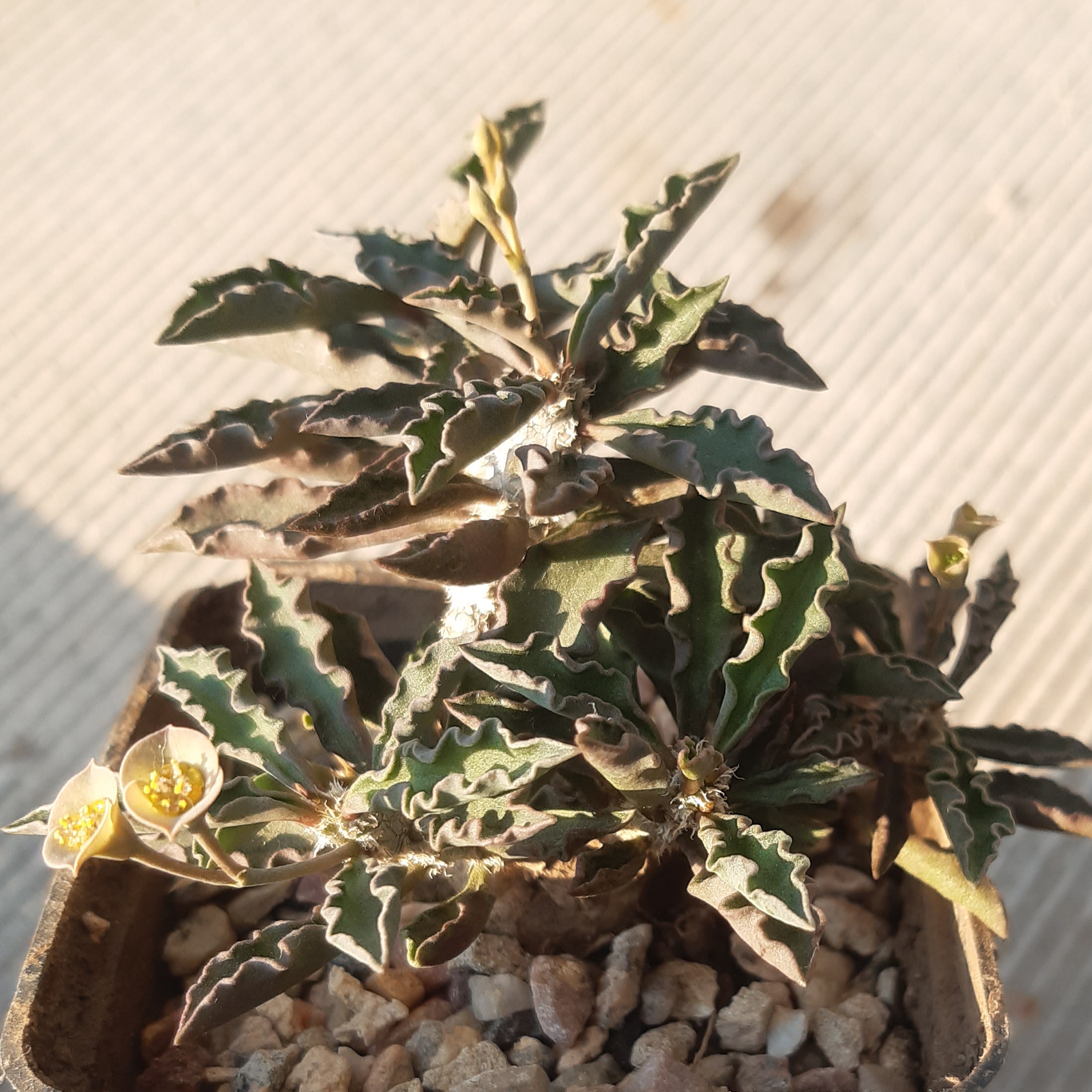 Euphorbia cap-saintmariensis